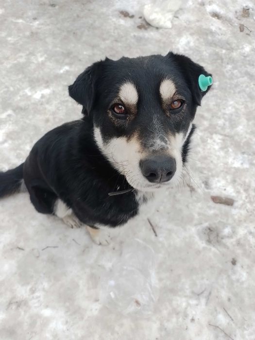 Ищем друга для собаки