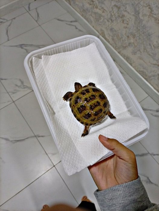 Toshbaqa sotiladi! (Продается черепашки!)