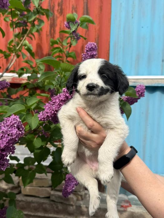 Отдам в добрые руки щенков  -девочек 1,5 месяца