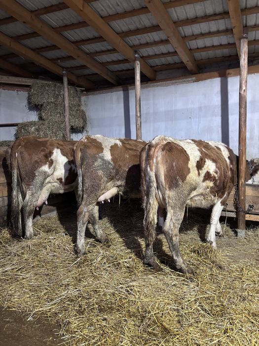 Vaci baltata romaneasca de vanzare !