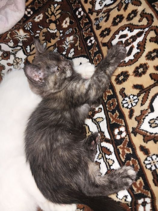 Отдам котёнка в хорошие руки