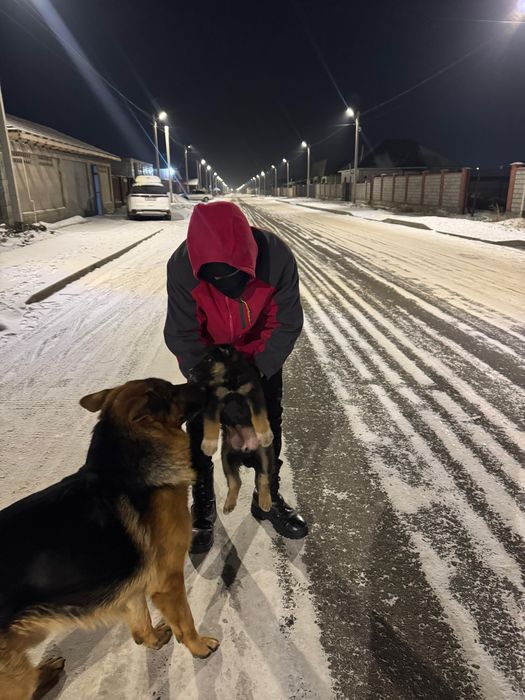 Немецски овчарка