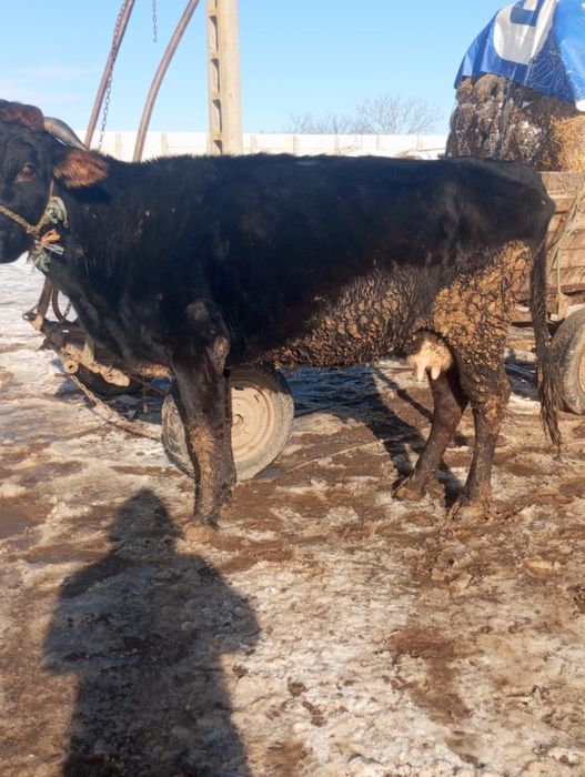 Vând sau schimb vacă