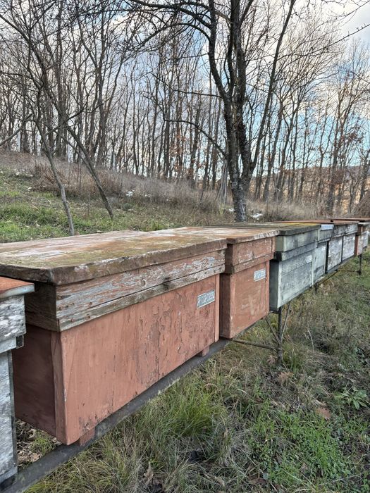 Stupi albine de vanzare