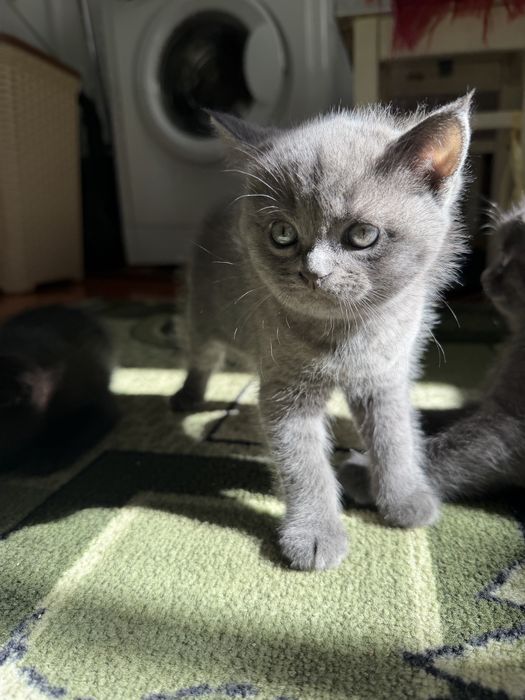 Продам шотландских  котят