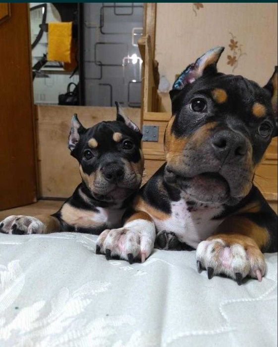 американский булли щенки