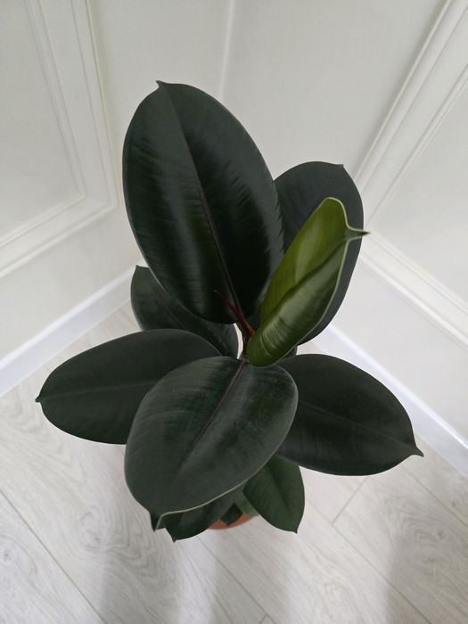 Продаю комнатные растения.