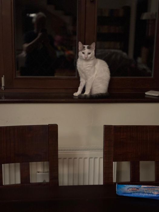 Motanel de 10 luni spre adoptie