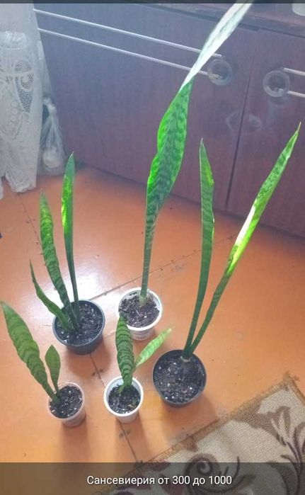 Суккуленты,полянки,укореняшки,срезы