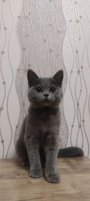 Skotish Fold  Mushuk