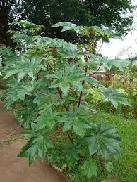 Семена Клещевины