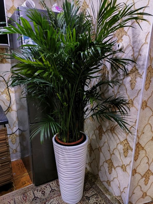 Комнатные растения.). Доставка