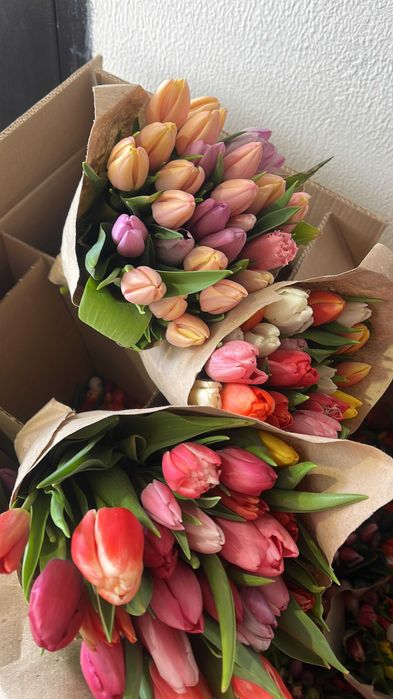 тюльпаны оптом, в розницу 600