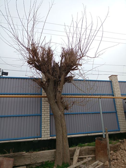 Arzon narxda O'tin sotiladi