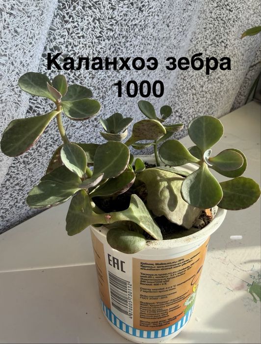 Комнатные цветы.