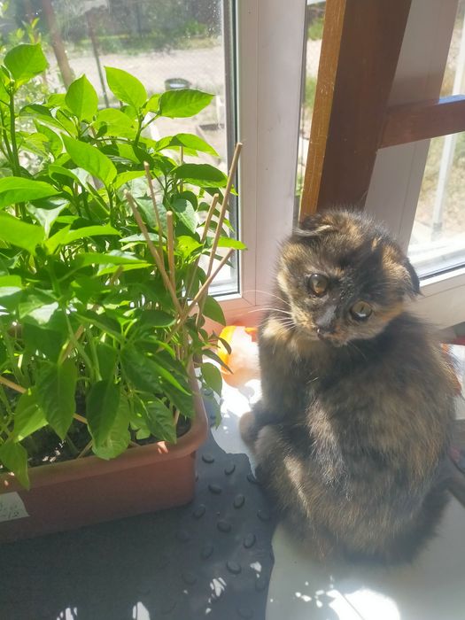 Котенок шотландский вислоухий