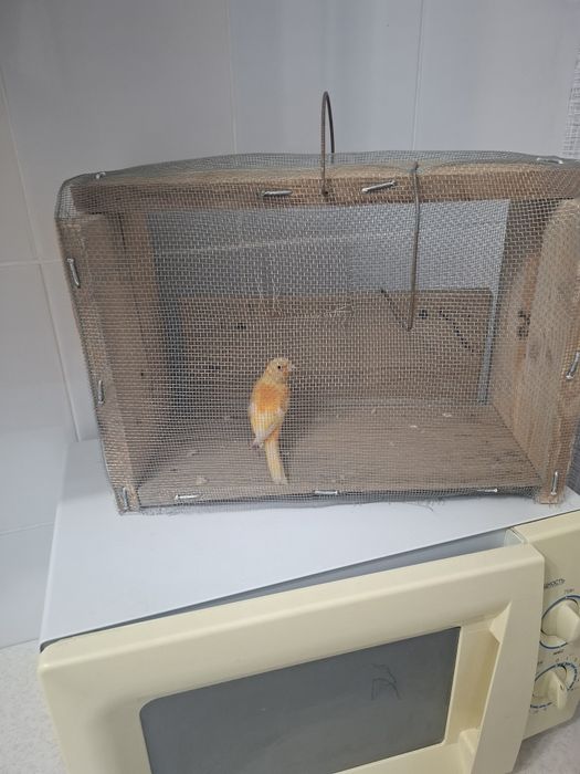 Канареика домашний птицы