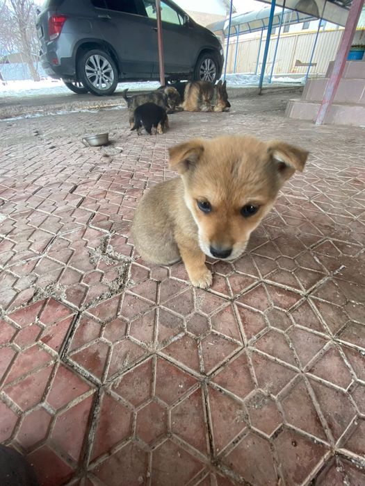 Щенков в добрые руки.