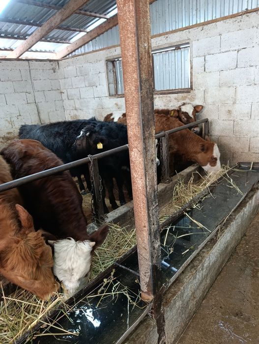 Продаются тёлки .