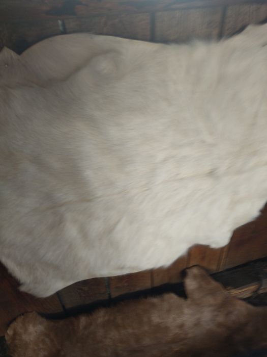 Vând blana/piele tăbăcită de capră alpină franceză și sannen