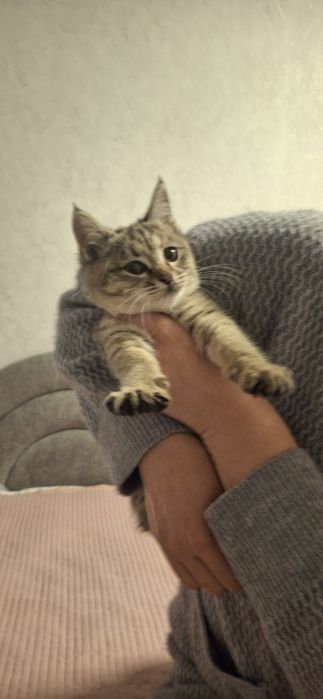 Котята одам срочно в добрые руки