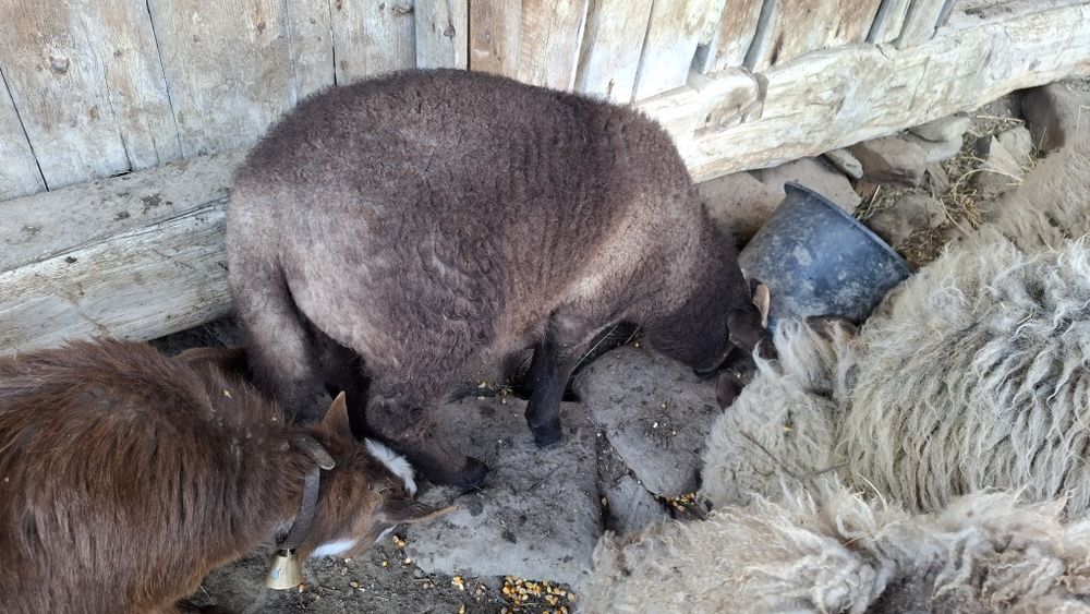 2 miei intre 20-25 kg