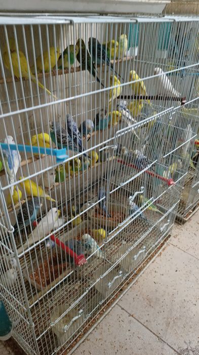 Попугай волнистые