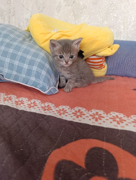 Красивые котята в хорошие