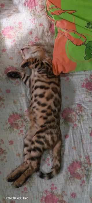 Чистокровные бенгальские котята