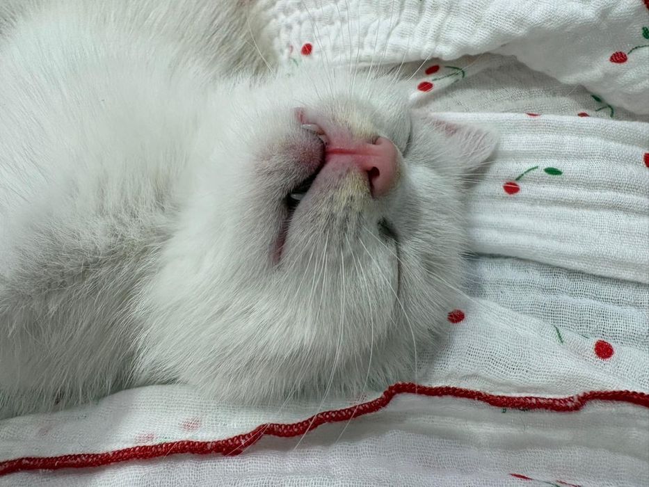 Котёнок в поисках дома