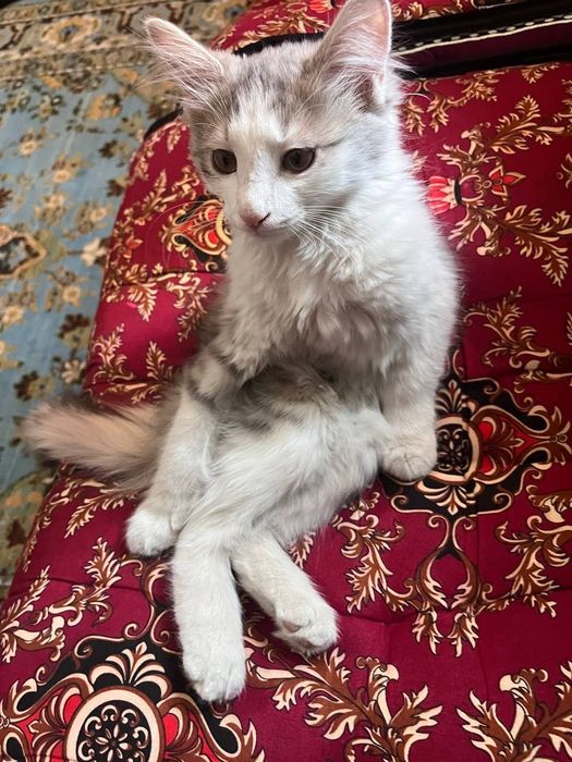 Котёнок мальчик "Борис"