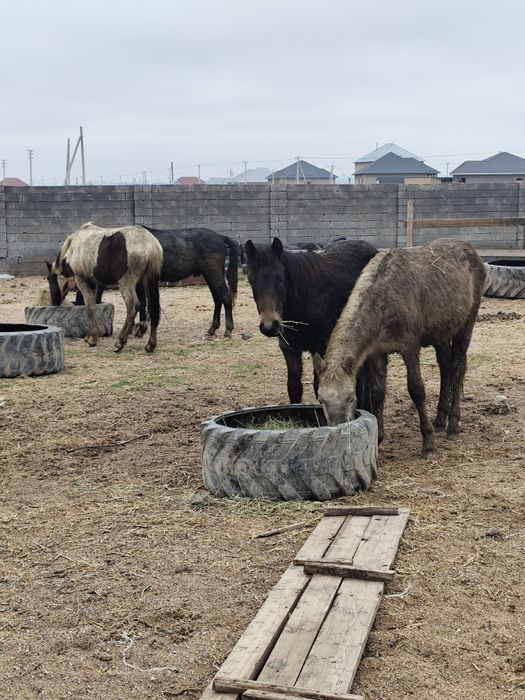 Полтарашка тайлар сатылады