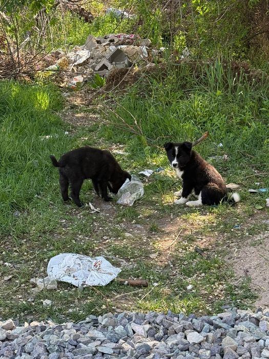 Отдам щенков добрым людям!