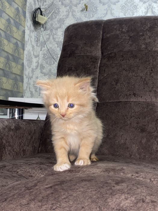 Skotish fold sotiladi