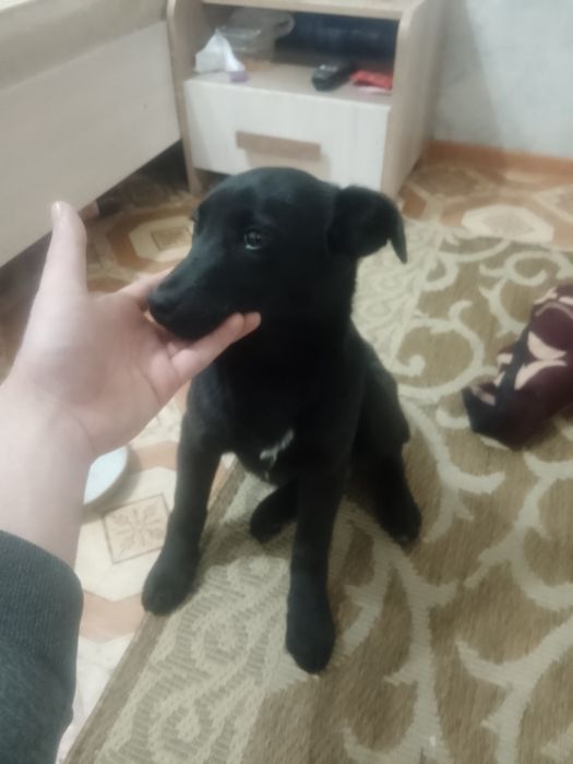 Отдам щенка в хорошие руки