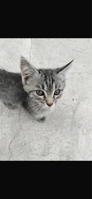 Котики породистые