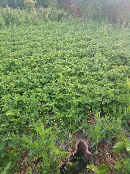 Дача кардиоцентр