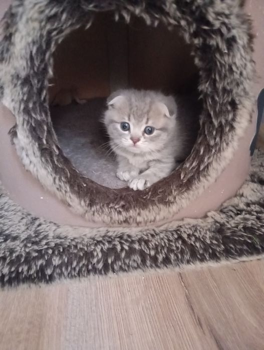 Продаются котята