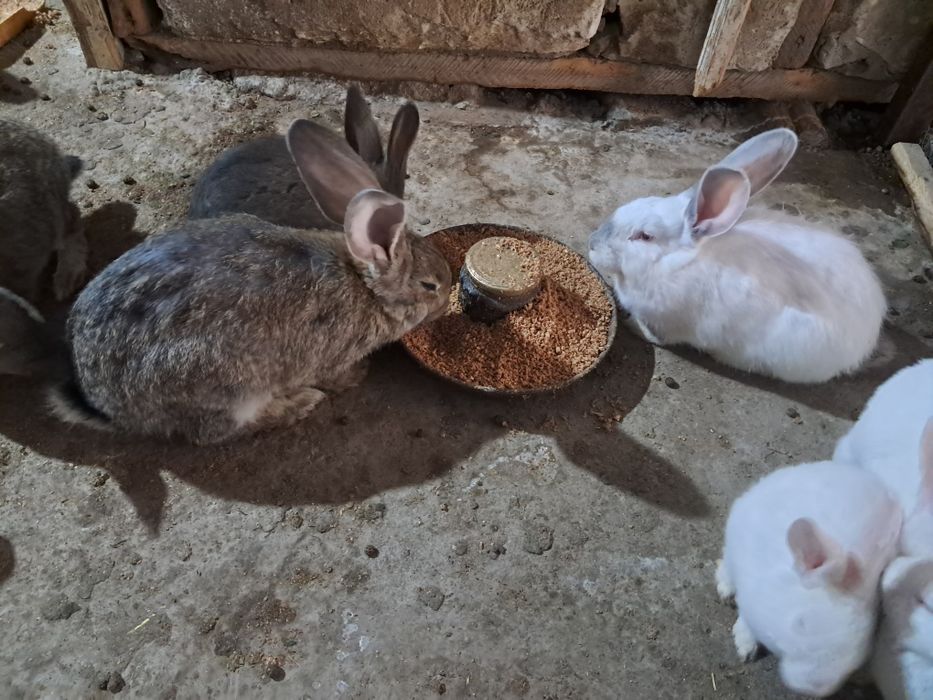 Продаются кролики