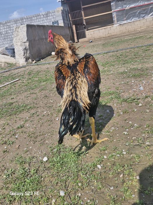 Супер шоже кораздар сатылады срочна