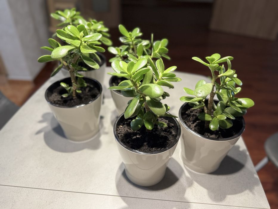 Денежное дерево(толстянка)