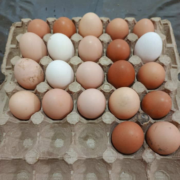 Продам курей и один петух.