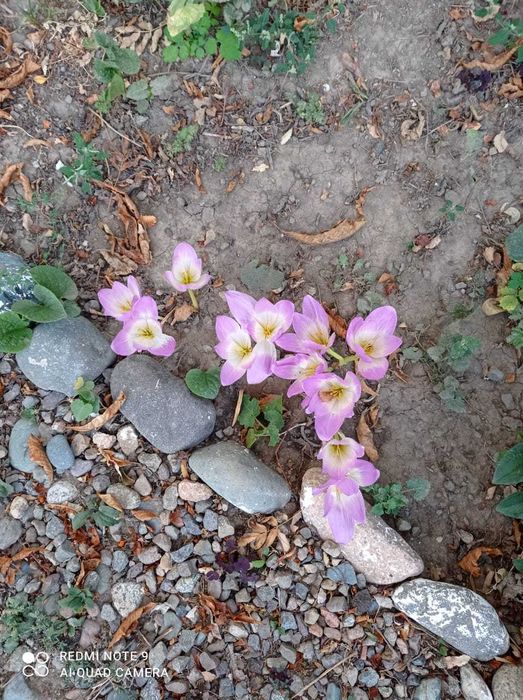 цветы "Безвременник"