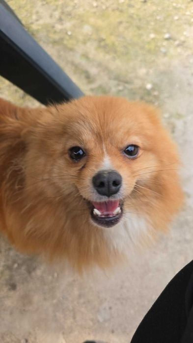 Женски померан шпиц