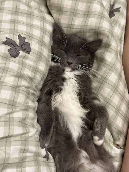 Отдам кошечку девочку