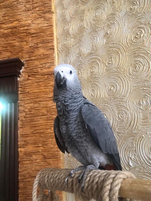 Жако попугай продаем