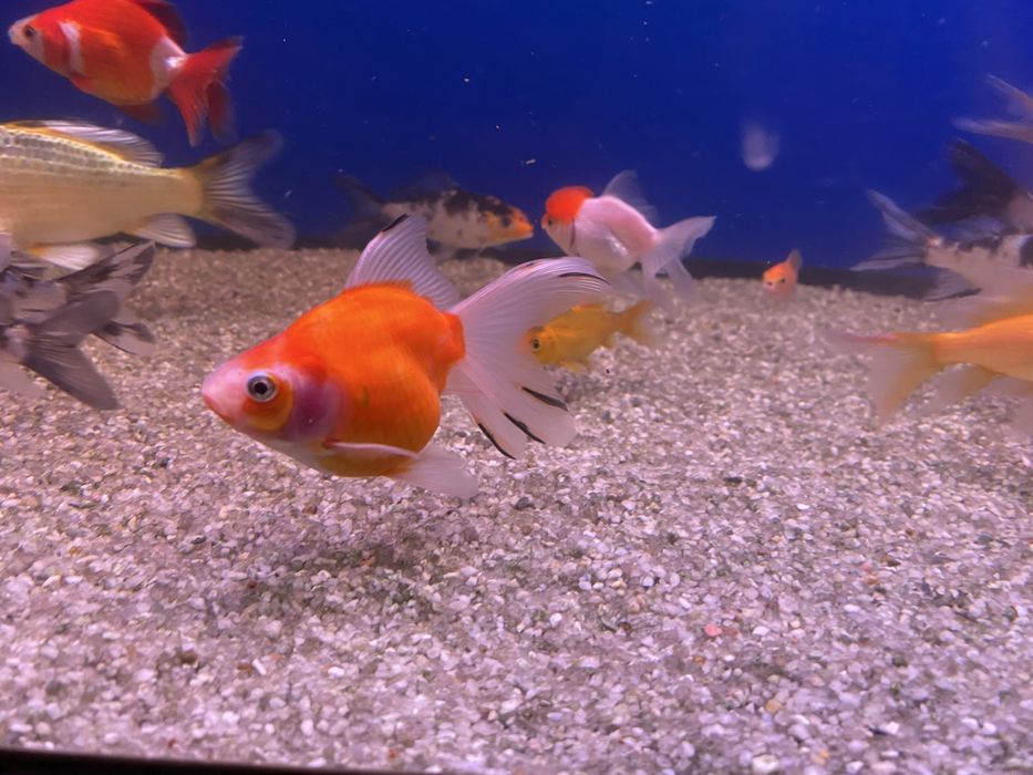 Продаются золотые рыбки