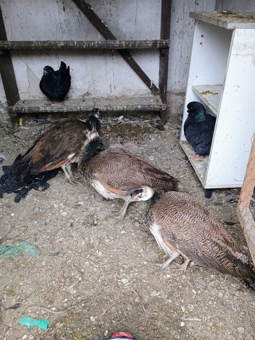 Păunițe de vânzare