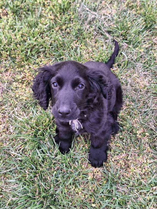 Продава се кокер шпаньол