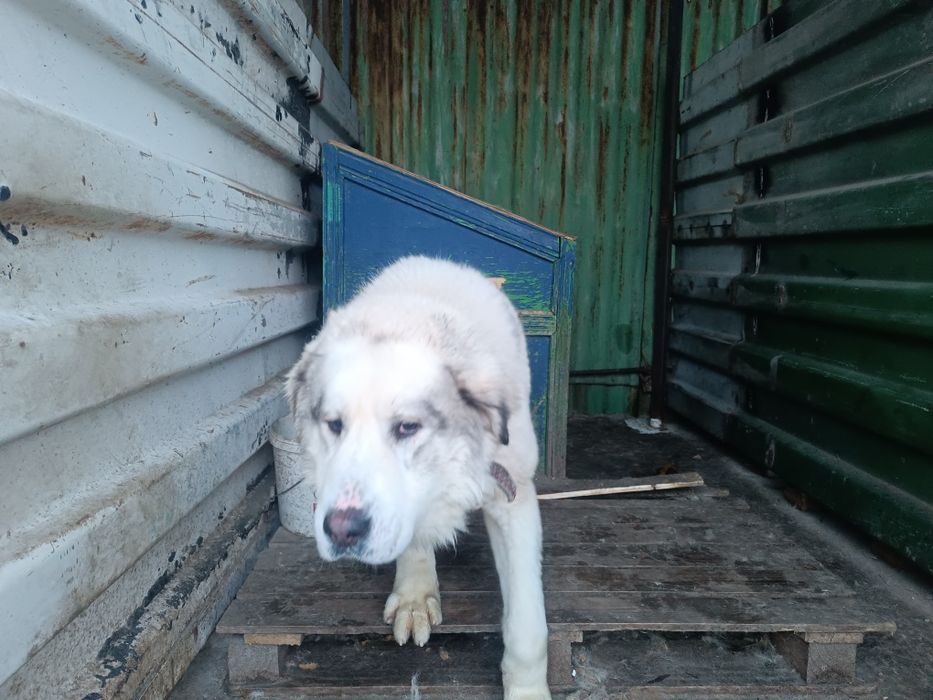 Продаются собаки .порода алабай